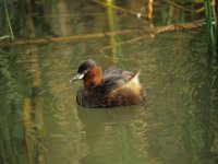 04 April 2015 Zwergtaucher (BK)